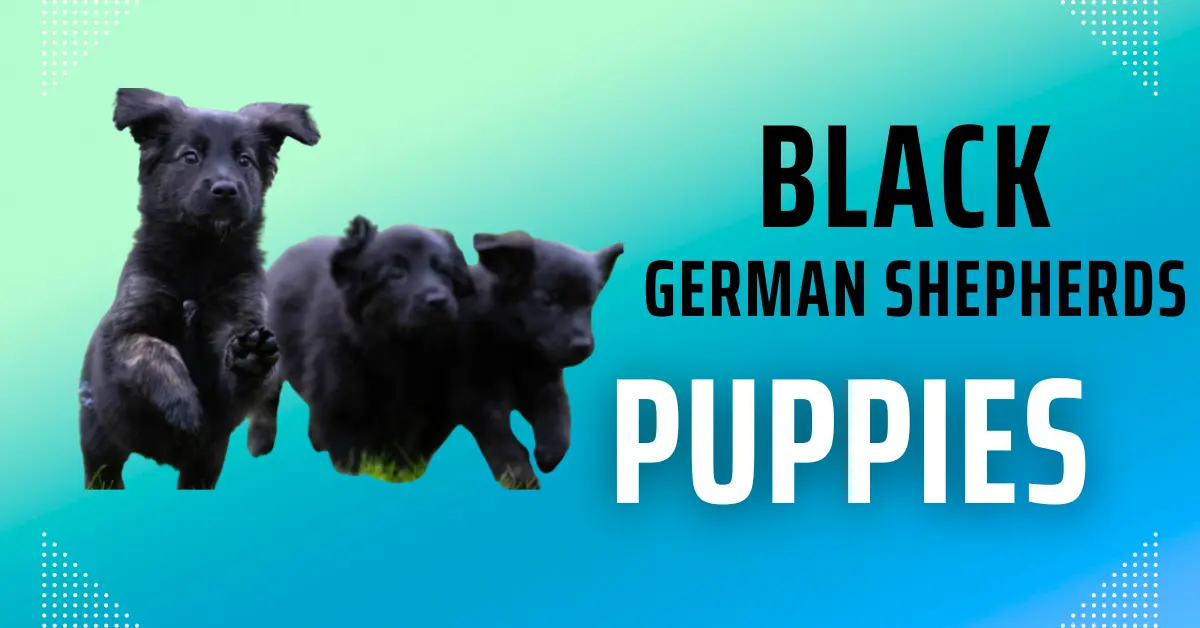 Black German Shepherd Puppies