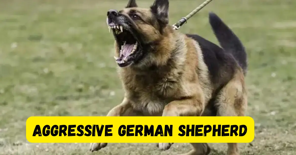 why is my German shepherd so aggressive