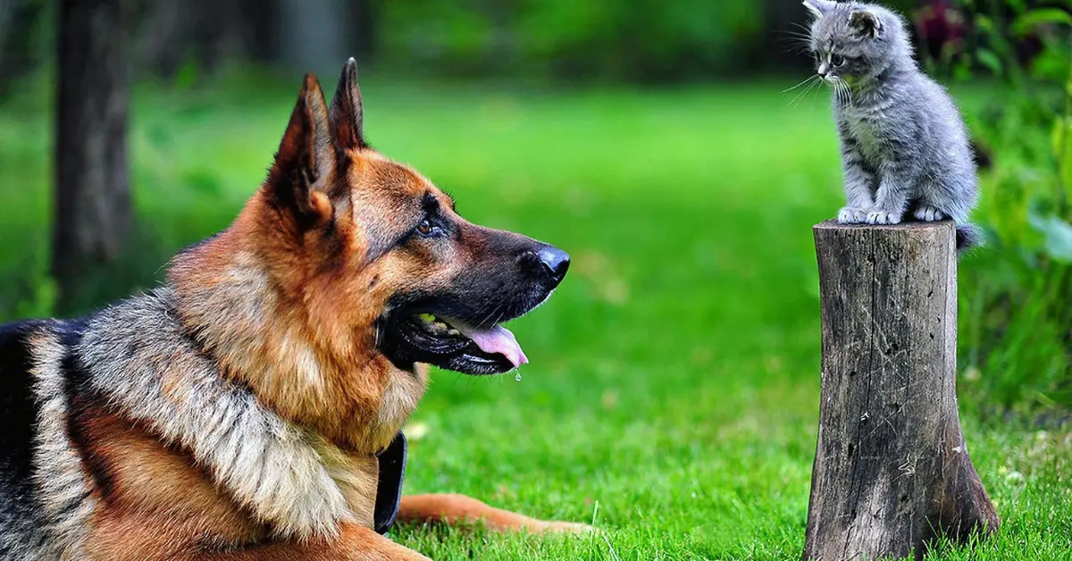 German Shepherd With cats