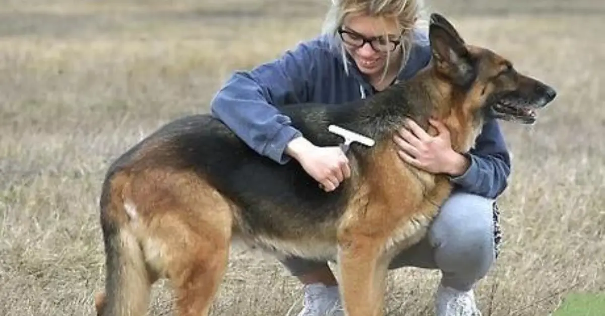 German Shepherd Shed