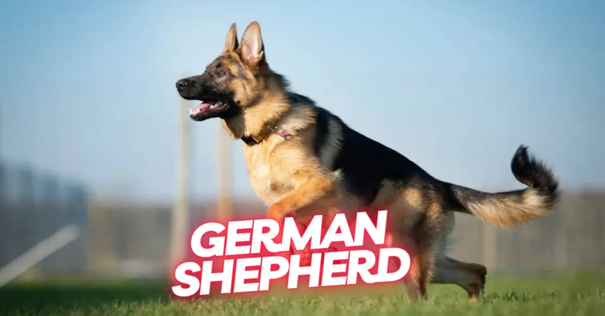 German Shepherd