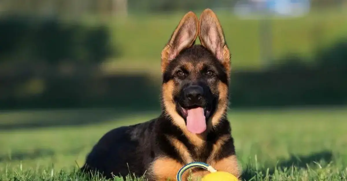 German Shepherd Puppy Ear Stages