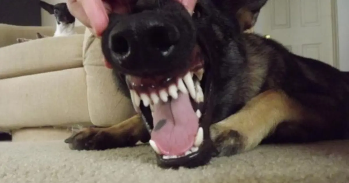 German Shepherd Teething Stages