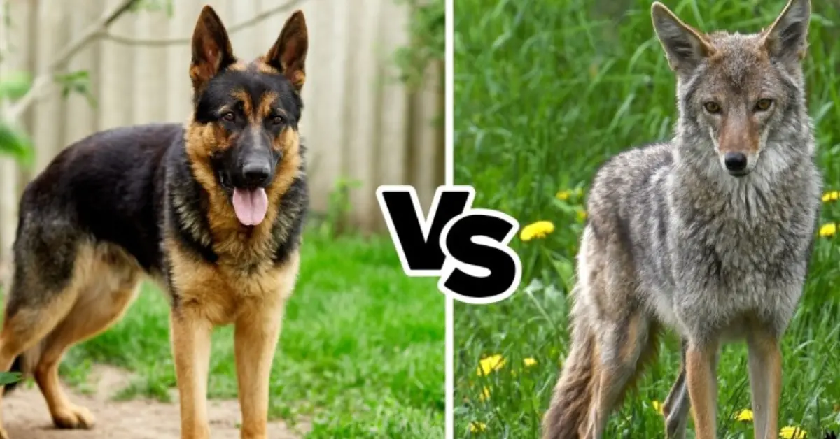 German shepherds vs cayote