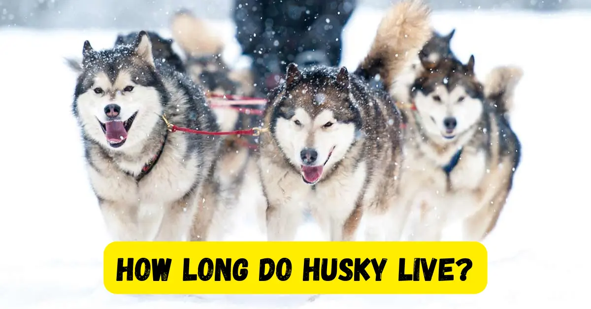 How Long Do Husky Live