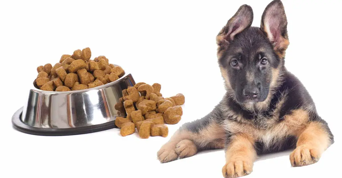 How Much to feed Your Puppy German Shepherd