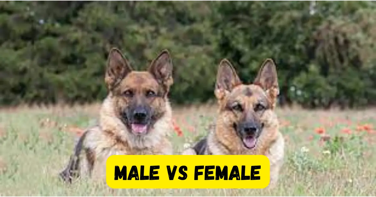 Male vs Female German Shepherd