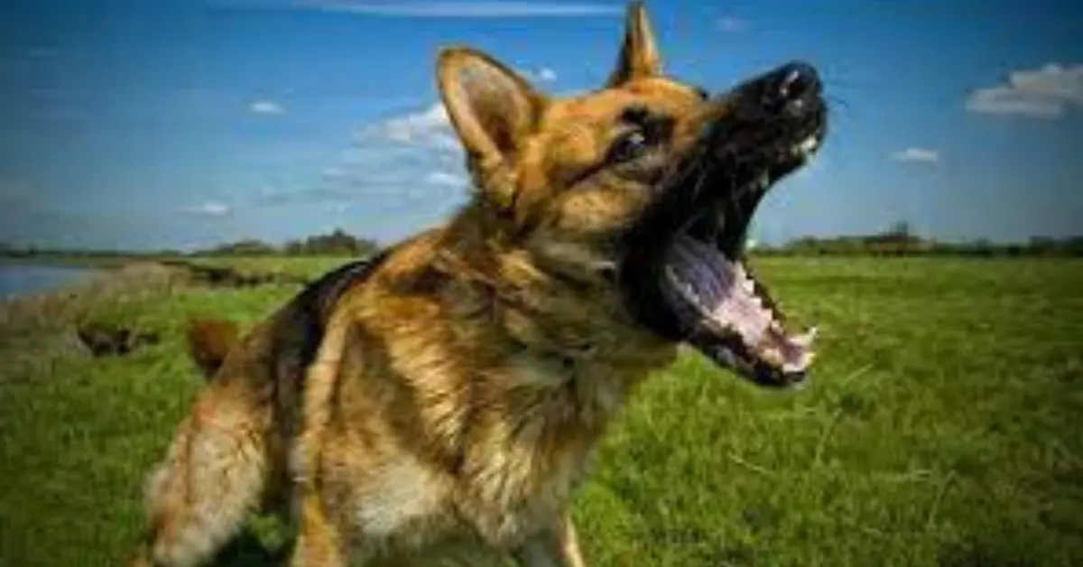 Why are German Shepherd Dangerous