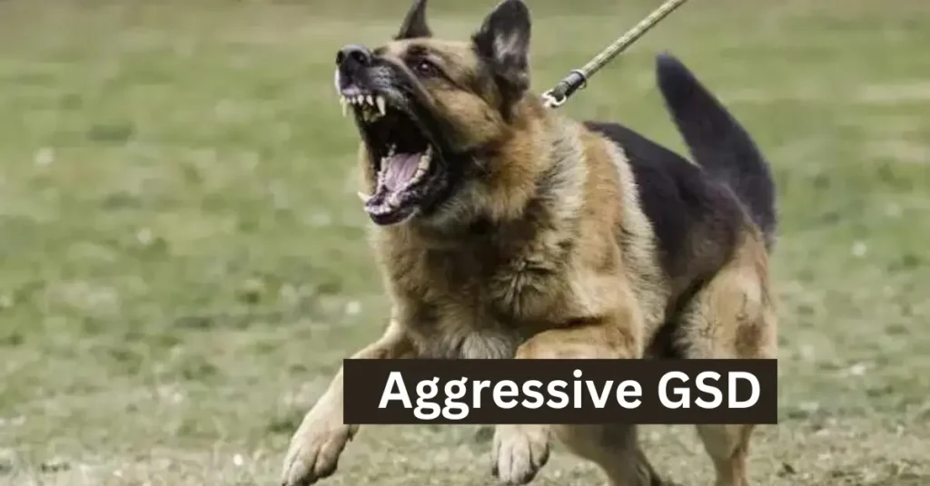 Aggressive German Shepherd