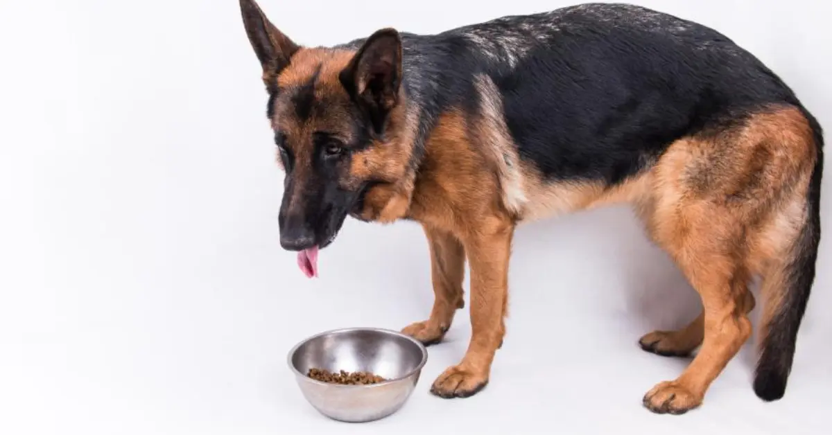 Worst Dog Food For German Shepherd