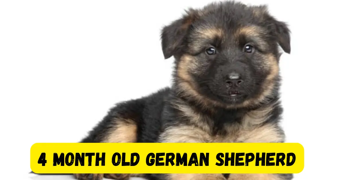 How to Care 4 month old German shepherd