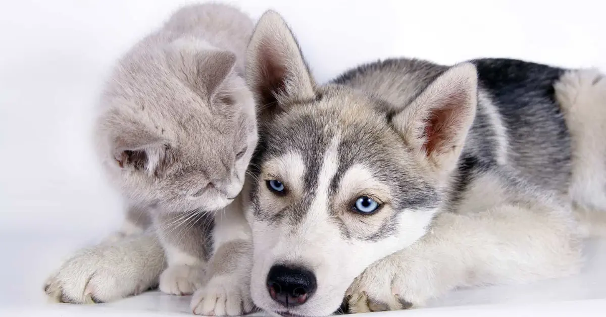 Are Huskies Good With Cats