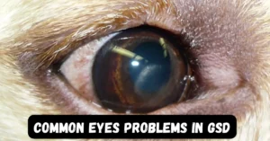 Common Eyes Problems in German Shepherd