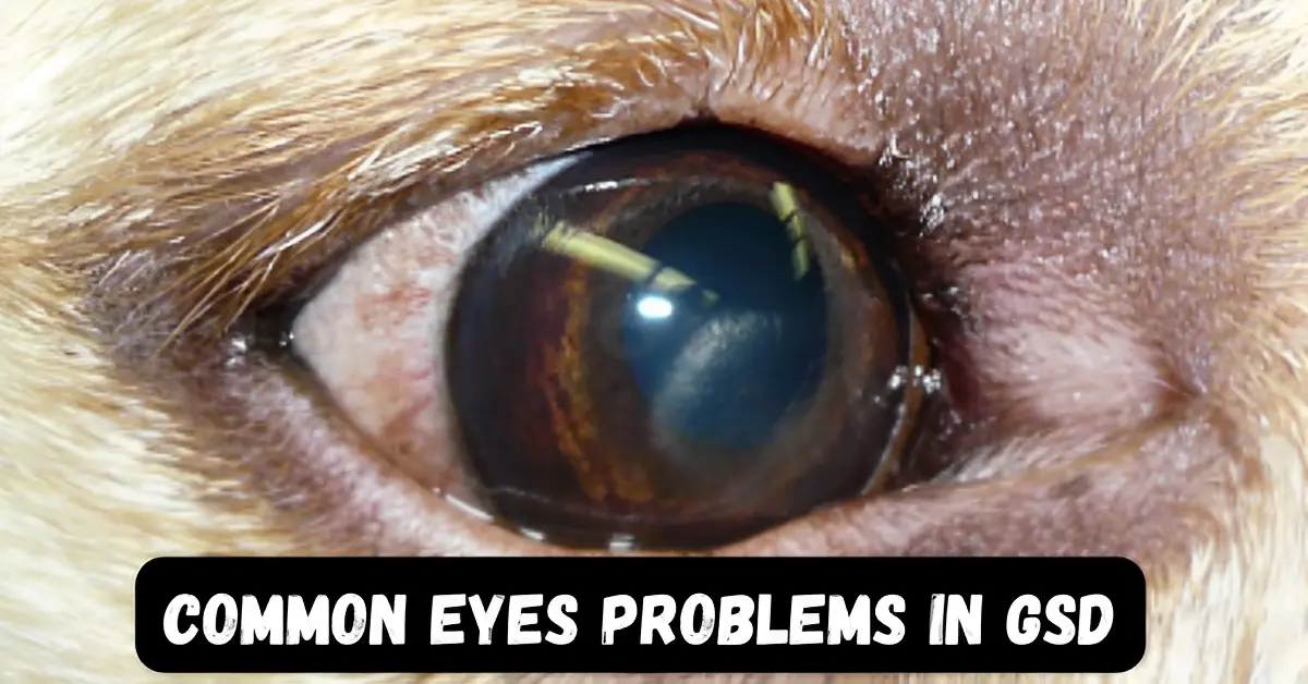 Common Eyes Problems in German Shepherd