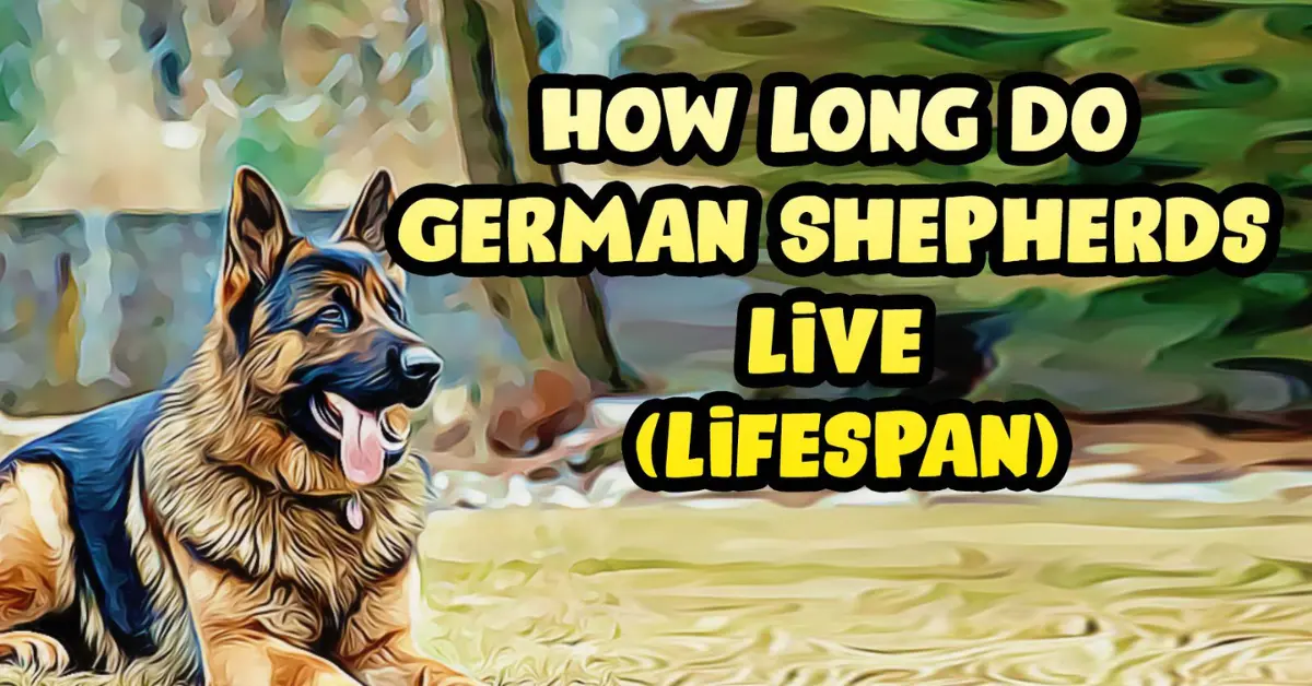 How Long can German Shepherds Live