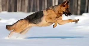 Running Of German Shepherd