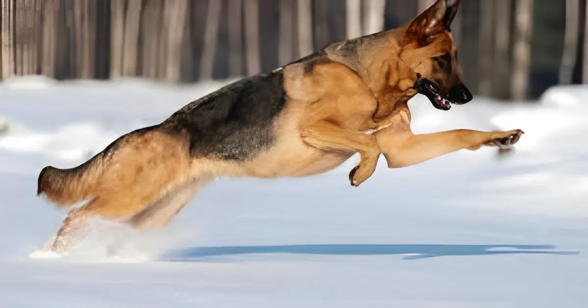 Running Of German Shepherd