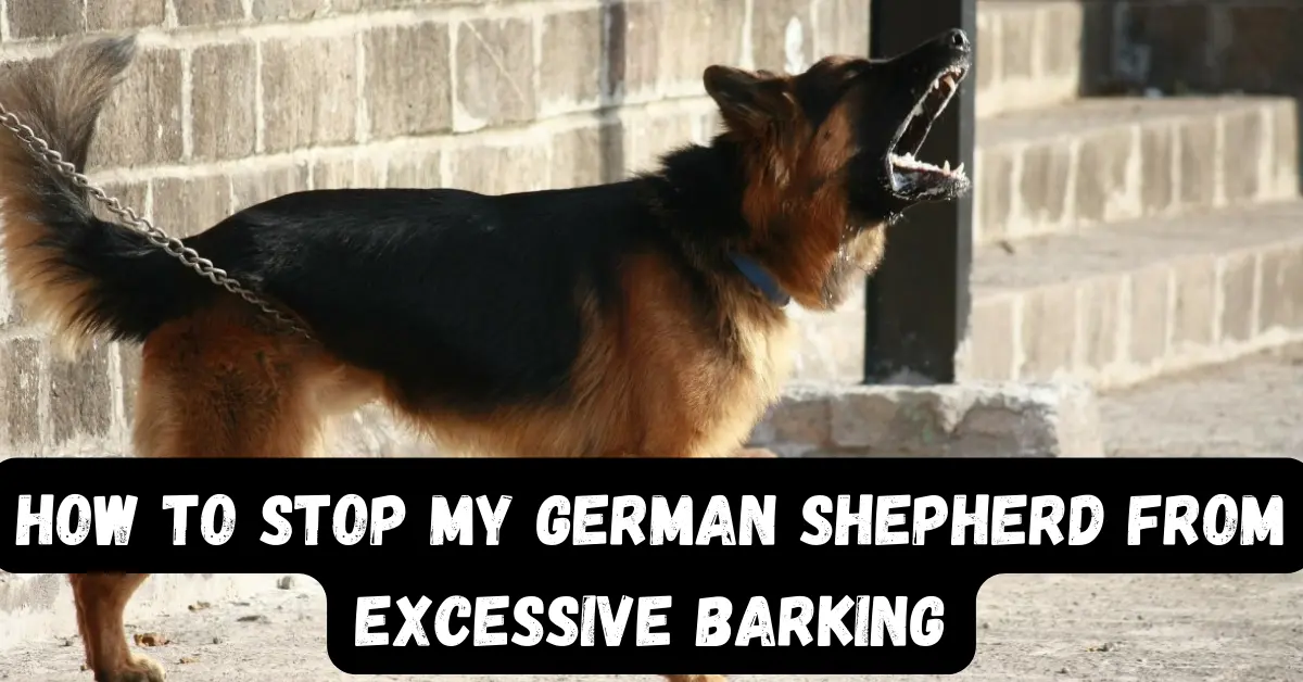 German Shepherd Excessive barking