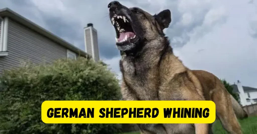 Why My German Shepherd Whining?