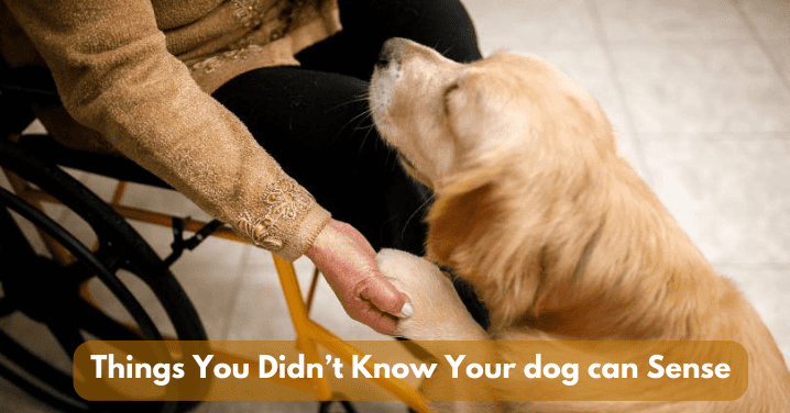 Things you didn't know your dog can sense