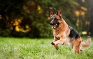 Do German Shepherd have a Good Temperament