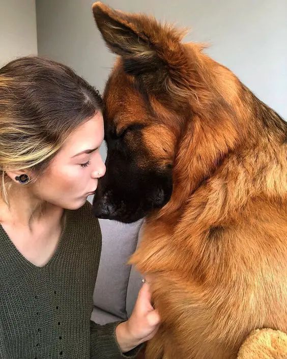 How to tell if your german shepherd loves you