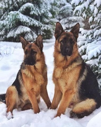 Is it better to have two German Shepherds