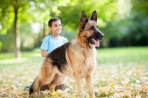 introduce kids to a german shepherd