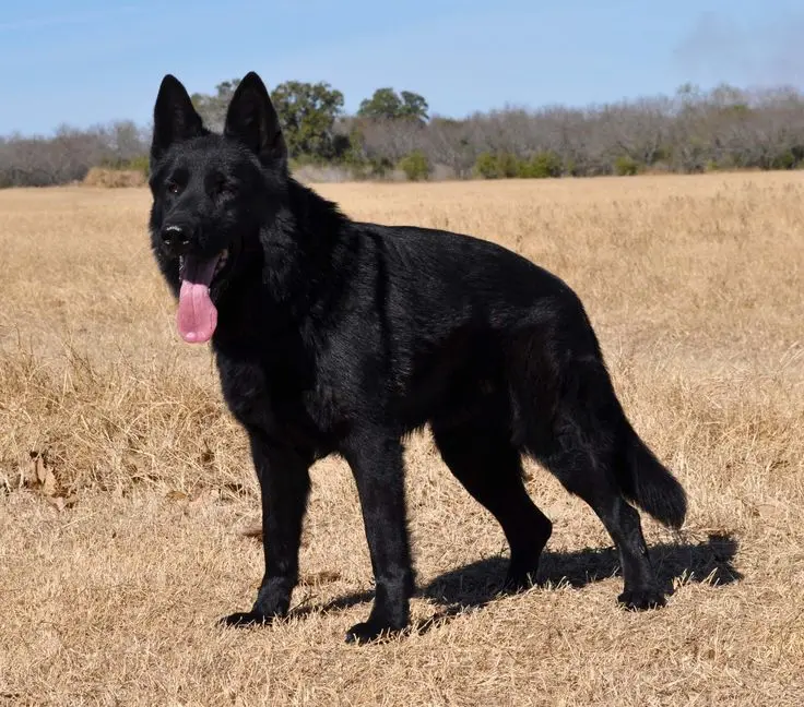 Black German Shepherd