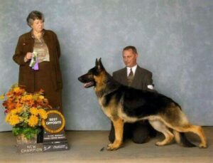 Can German shepherds have multiple owners