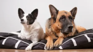 introduce your German shepherd to your other dog