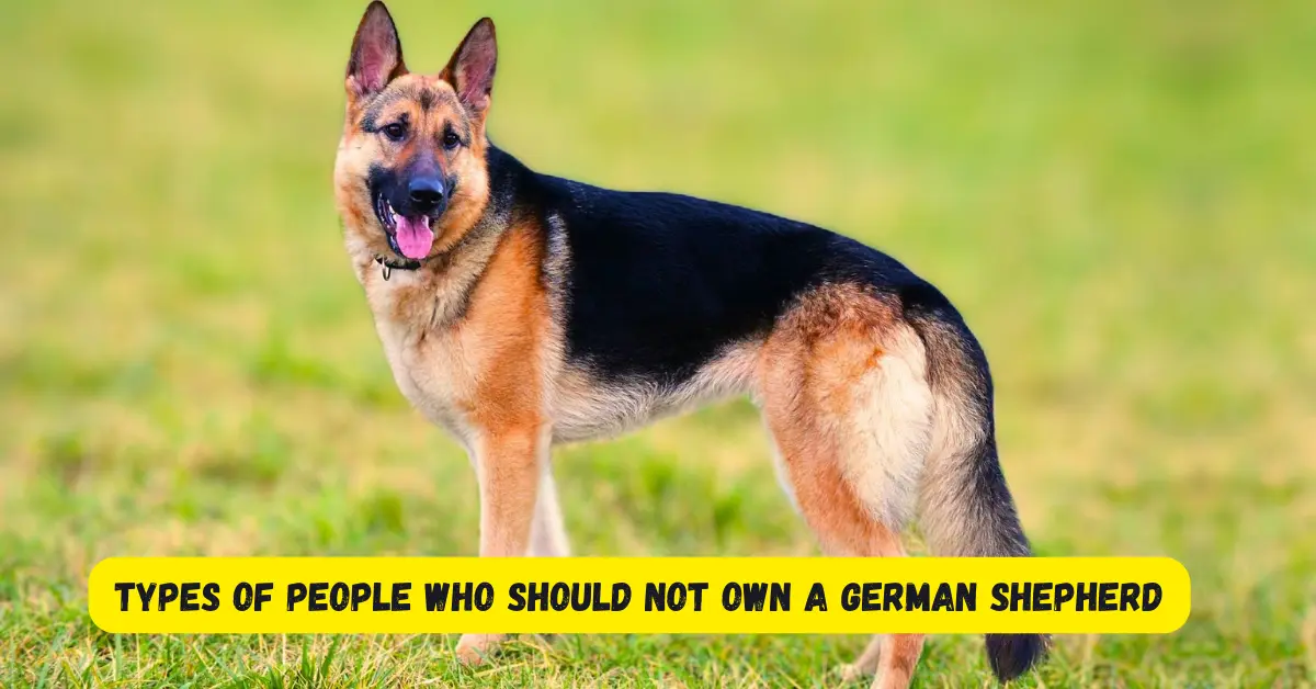 types of people who should not own a german shepherd