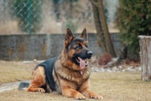 Is it True that German Shepherd are smart