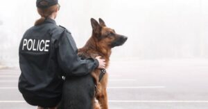 why are german shepherds used as police dogs