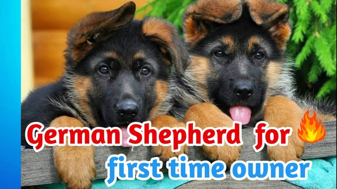 Are German Shepherds Good For First Time owner