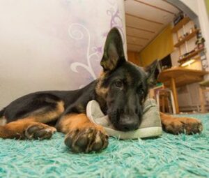 How To Stop a German Shepherd from Chewing