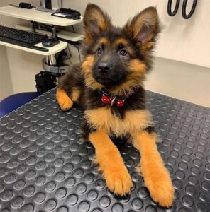 German shepherd puppies